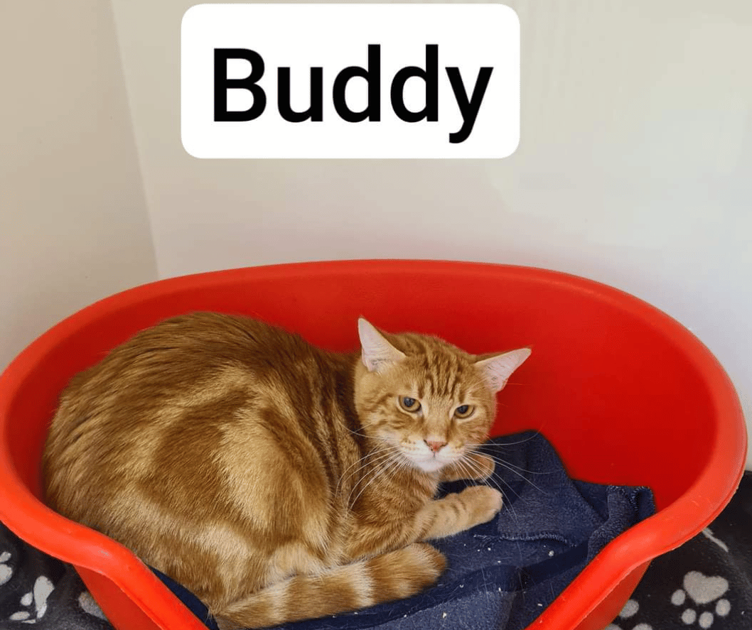 Katzenvermittlung Kater Buddy