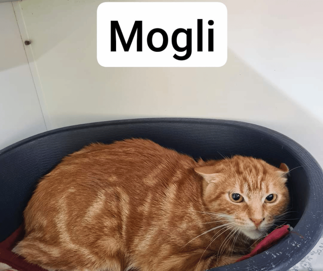 Katzenvermittlung Kater Mogli