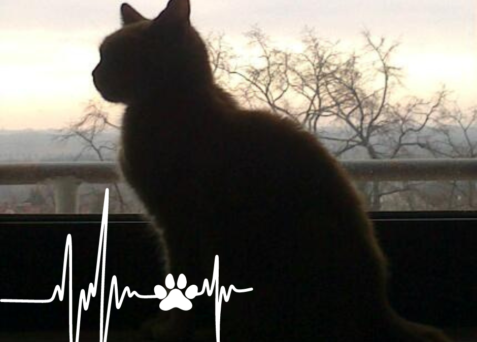 Katze Abby Home