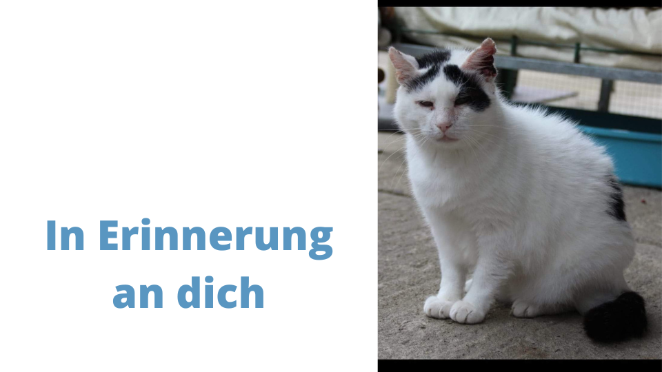 In liebevoller Erinnerung an unseren Leopold 🖤,
