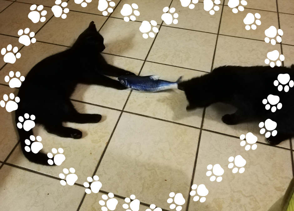 Mit Kater Eddy und Strobelchen