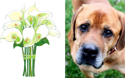 Hund Dodge