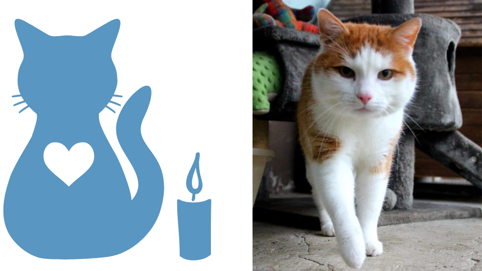 Kater Kuki