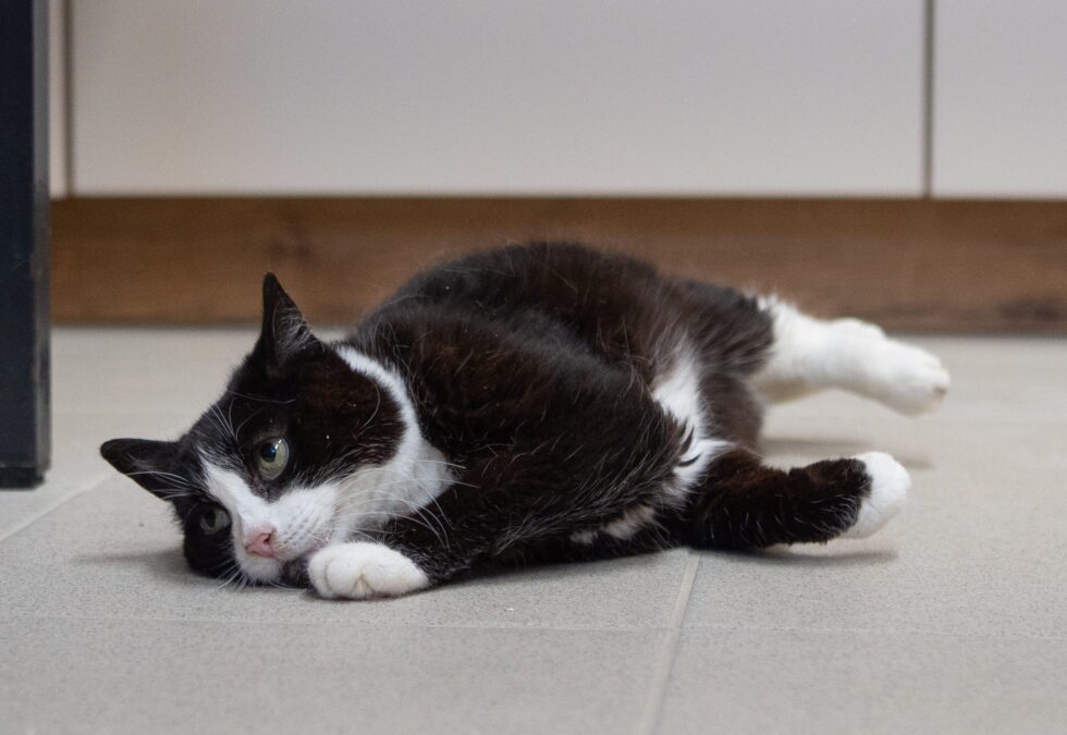 Seniorin Lilly – Tierheim „Albert Schweitzer“